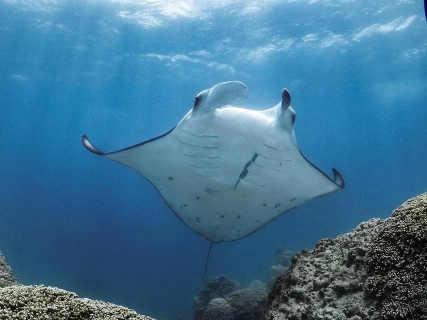 A Manta Ray swimming in the waters of Bora Bora, French Polynesia