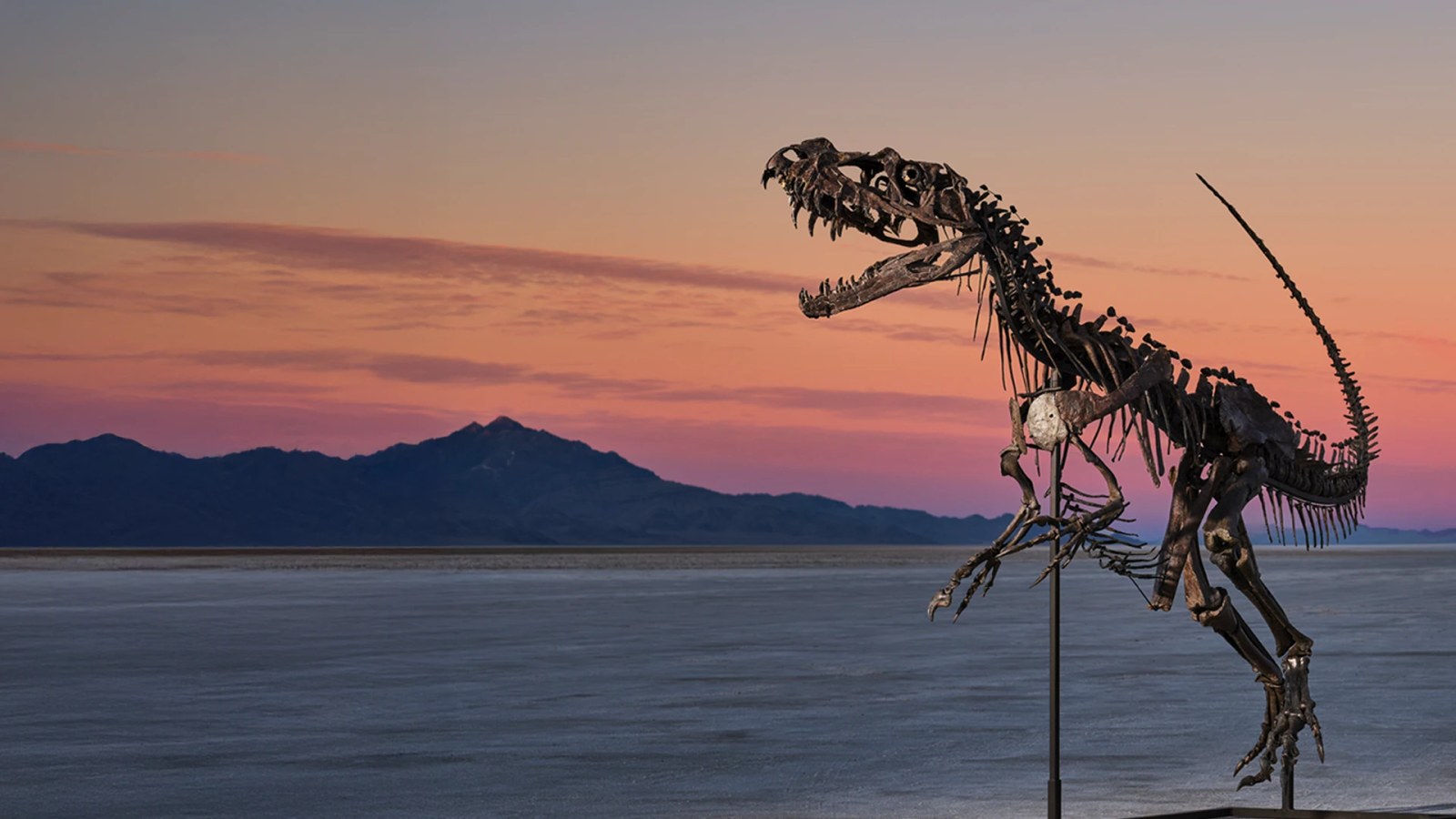 -worth-millions-meet-the-juvenile-ceratosaurus-geek-week