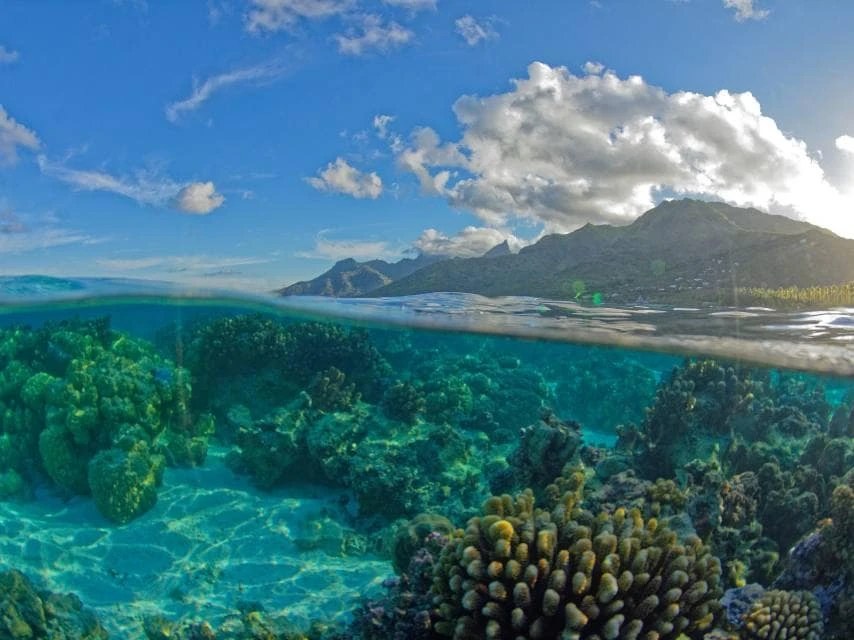 The transparent lagoon and corals of Moorea, French Polynesia
