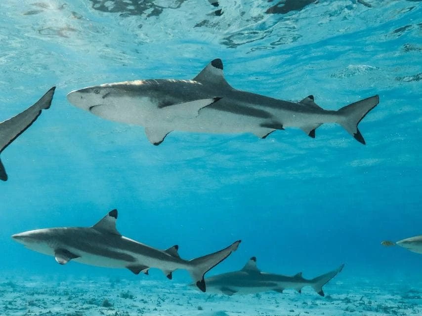 Sharks 
