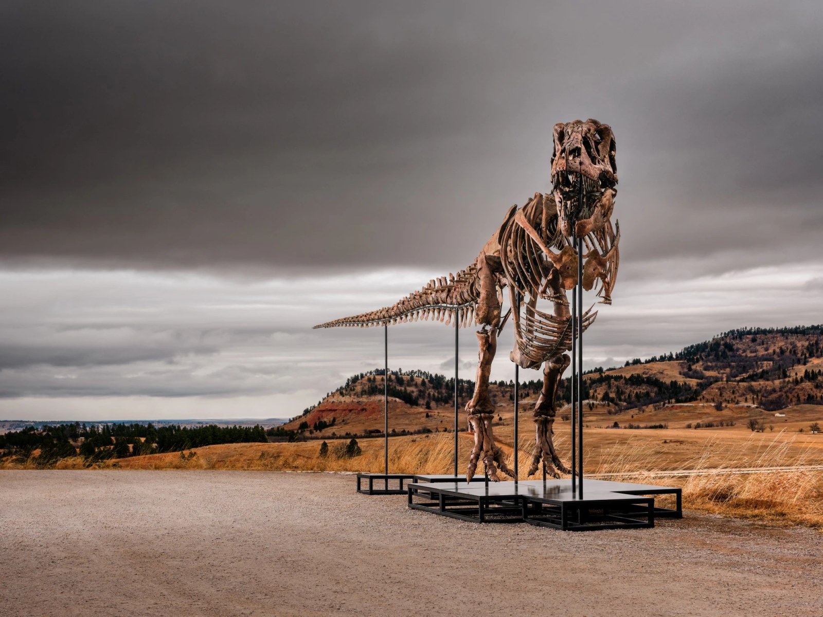 View 1 of Lot 20: Tyrannosaurus Rex